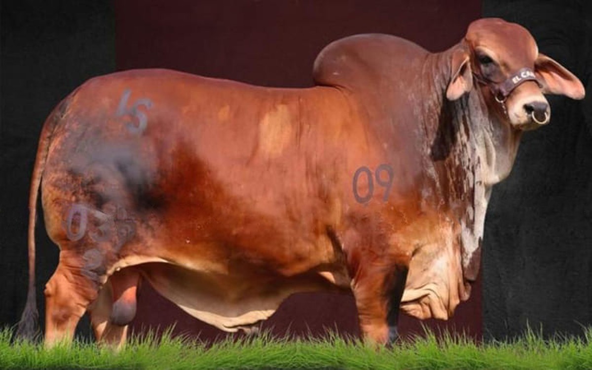 EL CANEY EMBRUJO T.E. 039/2