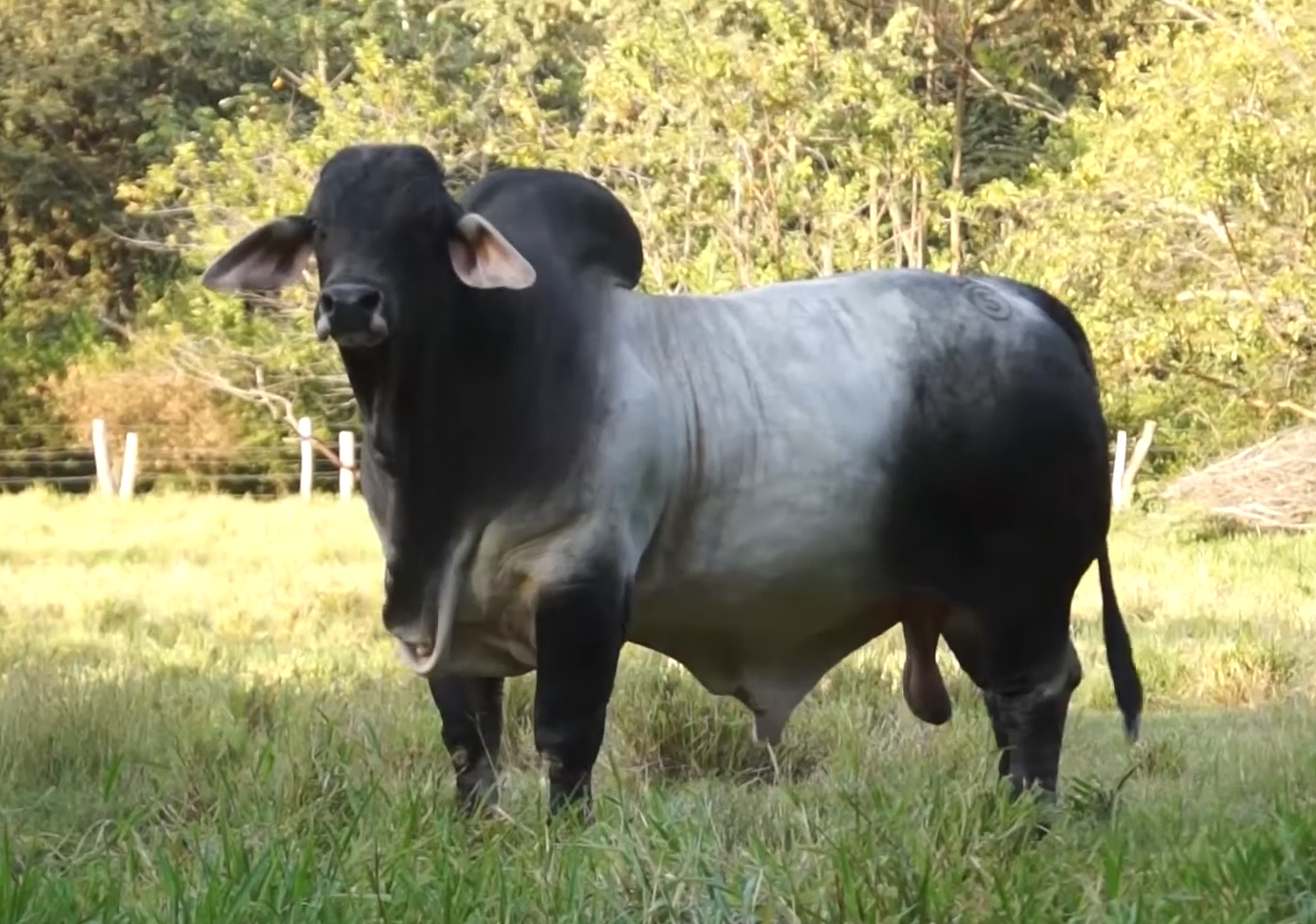 LAS PALMAS MÓNACO 07/08