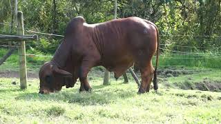 EL OBISPO SAN PATRICIO T.E. 07/21