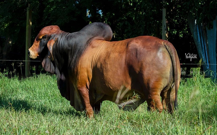 RIO GRANDE XRAY 825 1111 T.E.