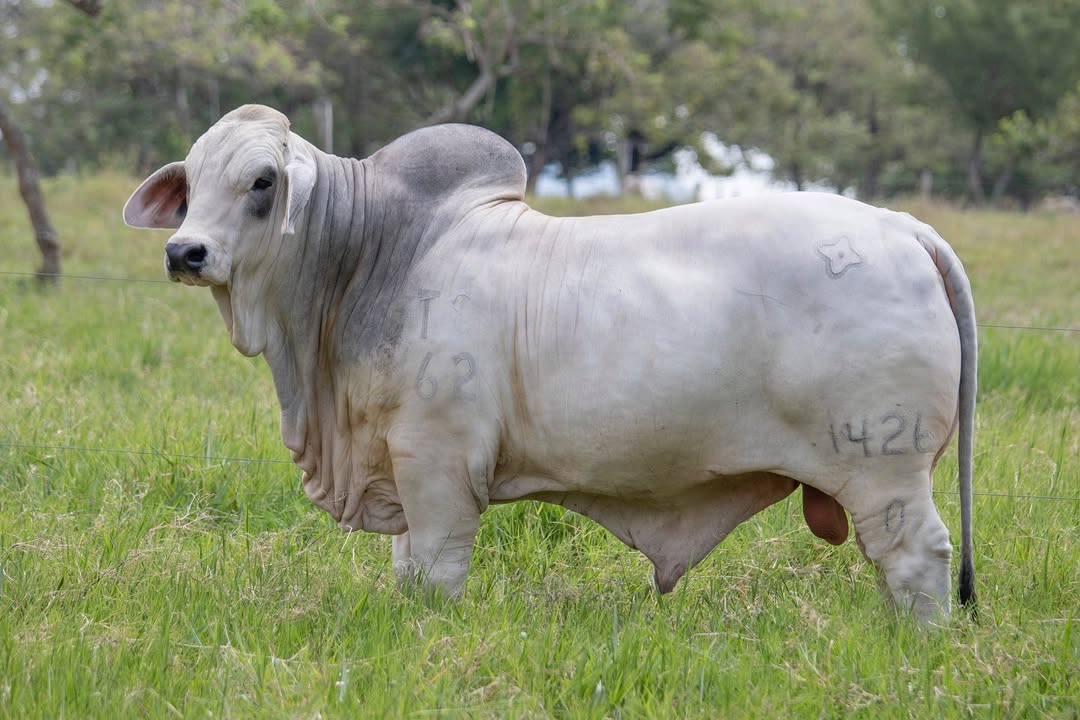 CAUCHITOS JOJO CONSUL T.E. 1426/0