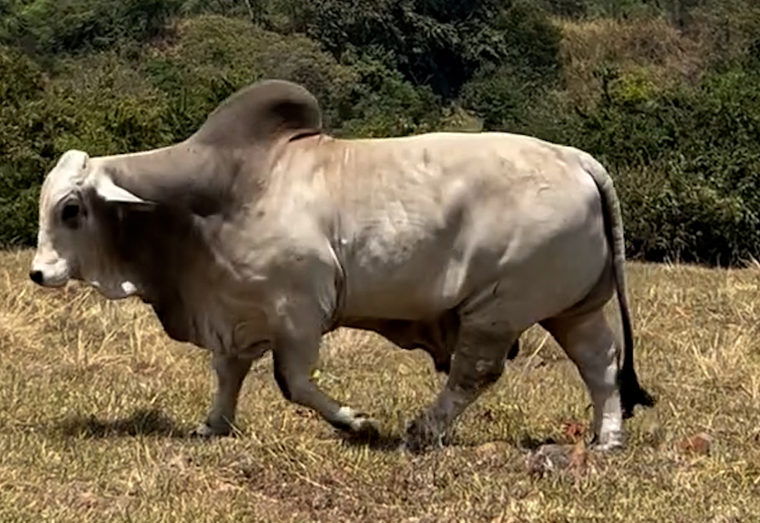 CAUCHITOS BILLY VULCANO T.E.