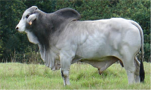 PEÑAS BLANCAS CATALOGADO