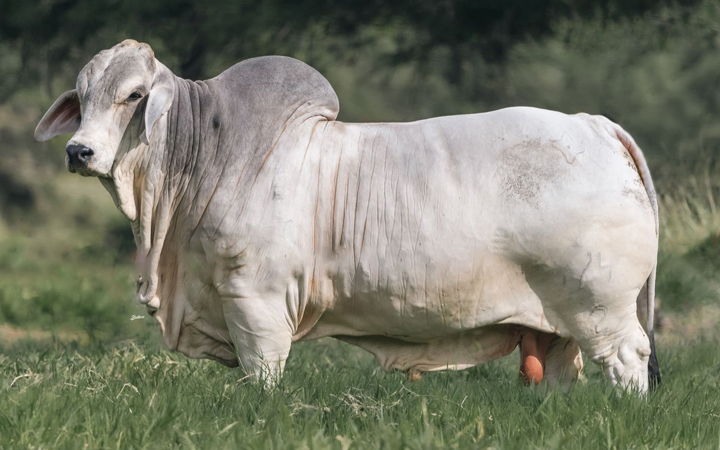 CAUCHITOS V8 BRAULIO T.E. 1744/2