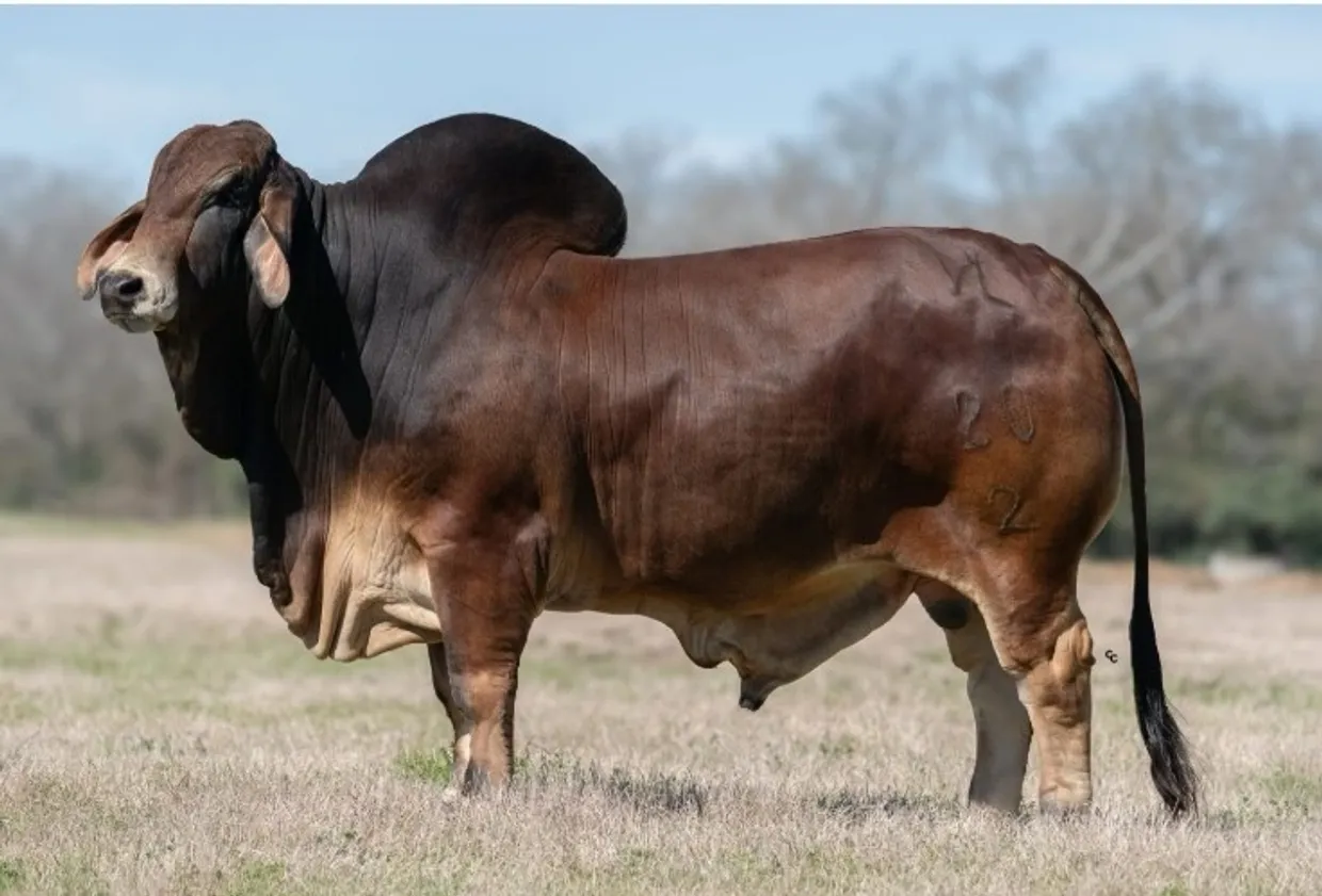 VL ROJO DESIGNER 20/2