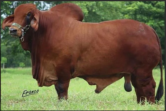 CAÑO VIEJO MR RED 218/3