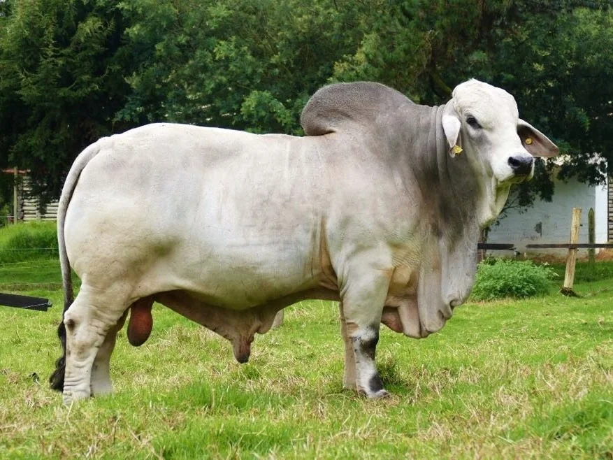 OKLAHOMA TITO 220/7 T.E.