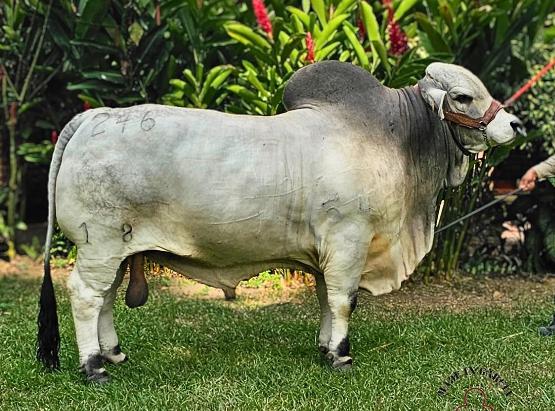 G.A ZACARIAS POSEIDON T.E.