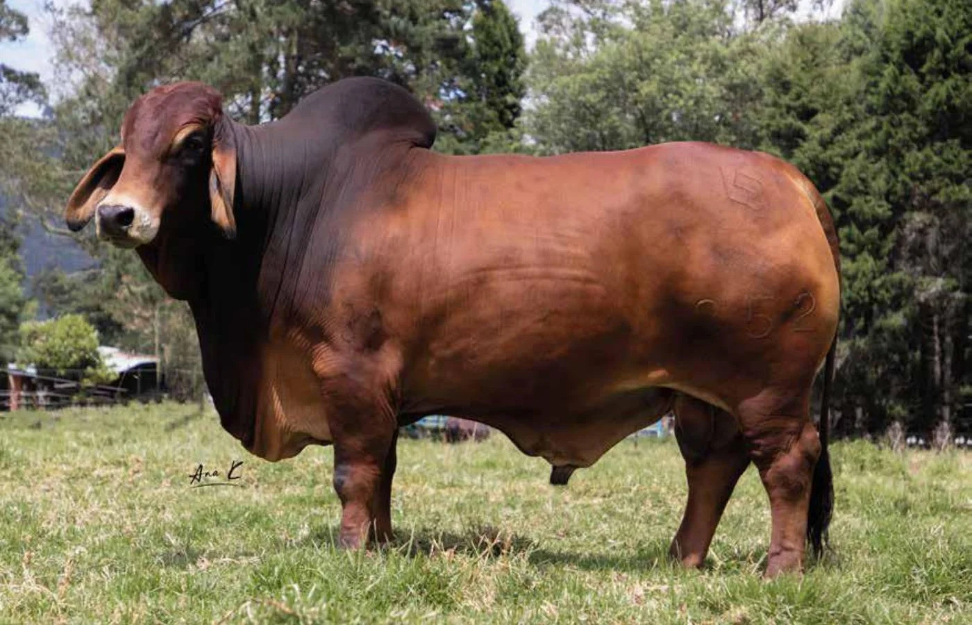 BV LA PROVIDENCIA 933/252