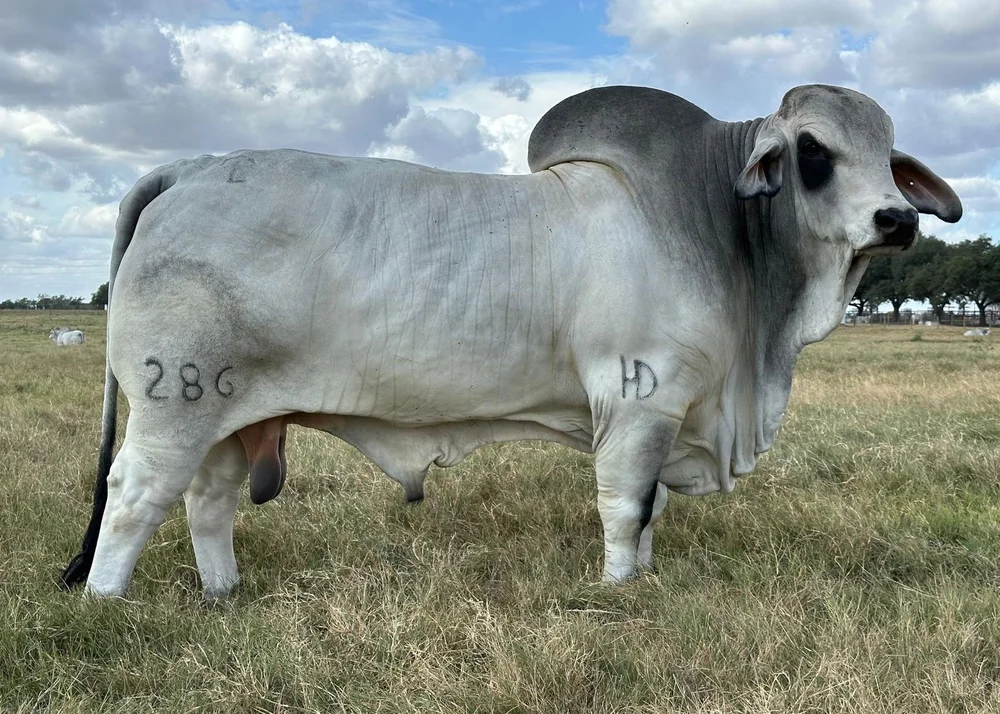 JDH ROMY MANSO 286
