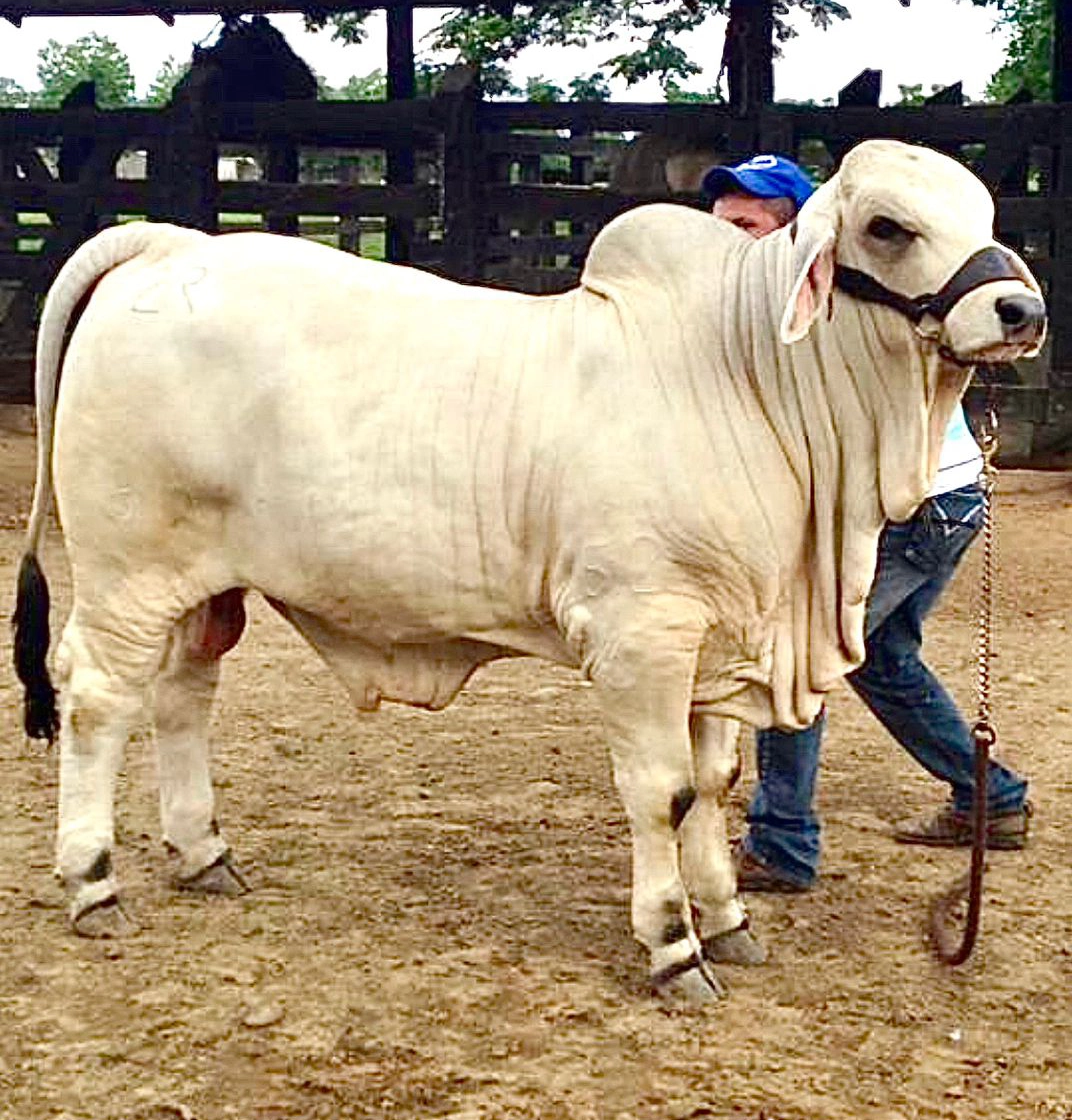 2R EL ALIVIO 352 289/2 T.E.