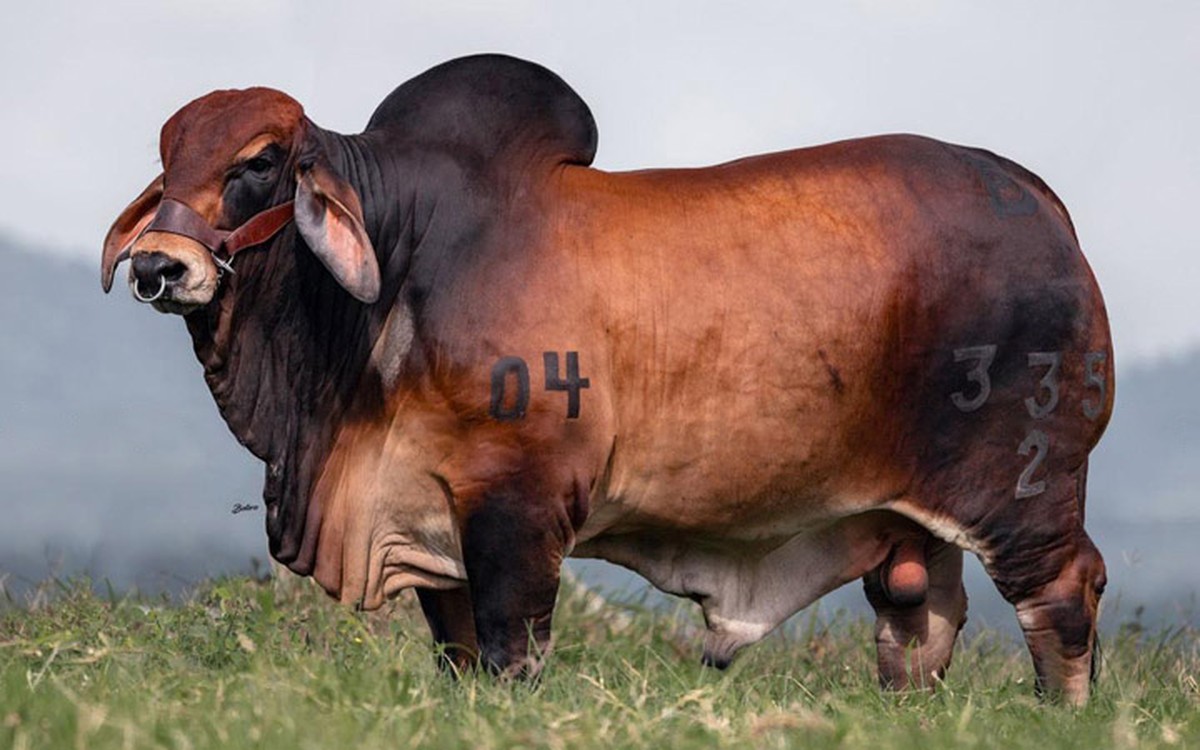 RD BELLAVISTA TENTADOR T.E. 335/2