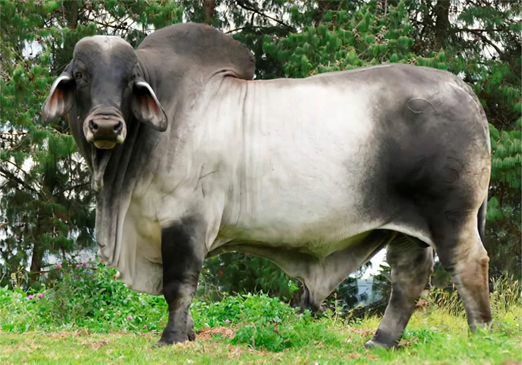 LA VITRINA 800/350/5