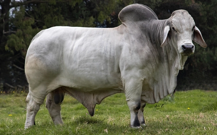 RANCHO SANTA HELENA 39/8