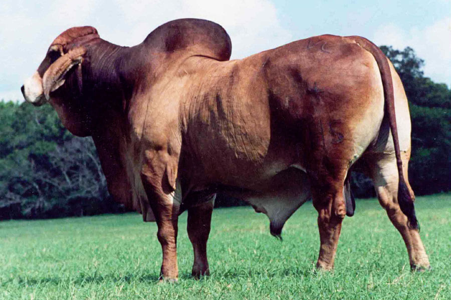 VL ROJO BUEN 4/115 - Toro Brahman Rojo