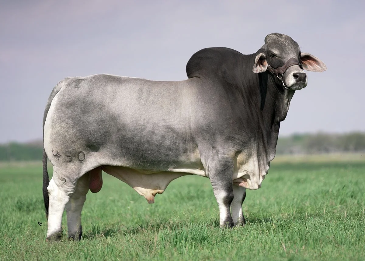 JDH CREED MANSO 450/2 ET