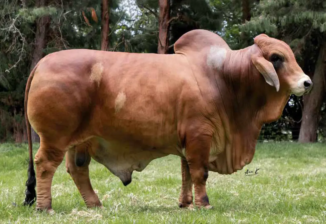 GT DIAMANTE 504 T.E.