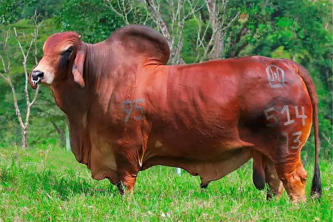 EL OBISPO SAN BUENAVENTURA T.E. 514/93