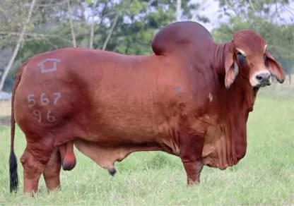 CV CHAQUIRA TQ PATOJO T.E.