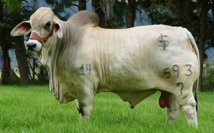 VILLALEIVA CIPRIANO 593/7