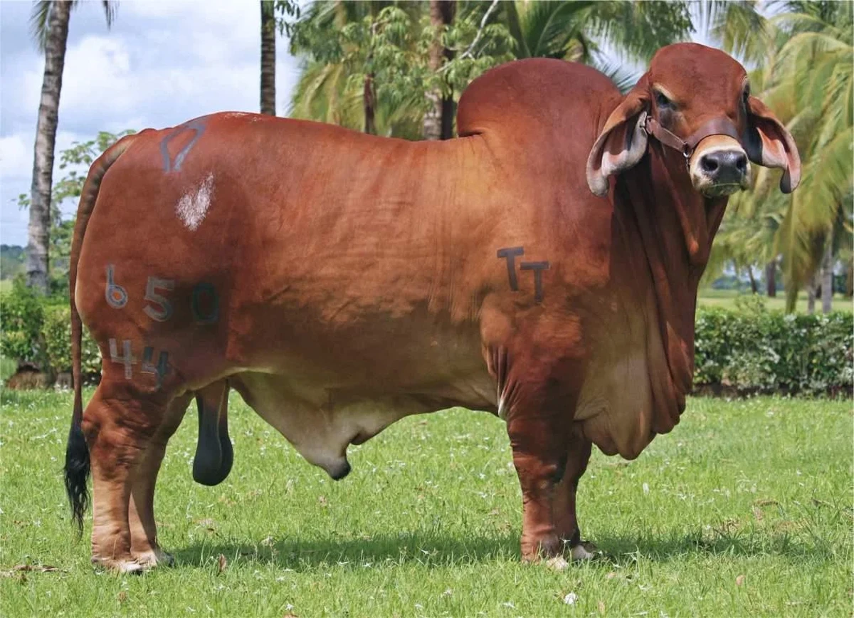 MONTERREY TRUENO MONARCA 650/44
