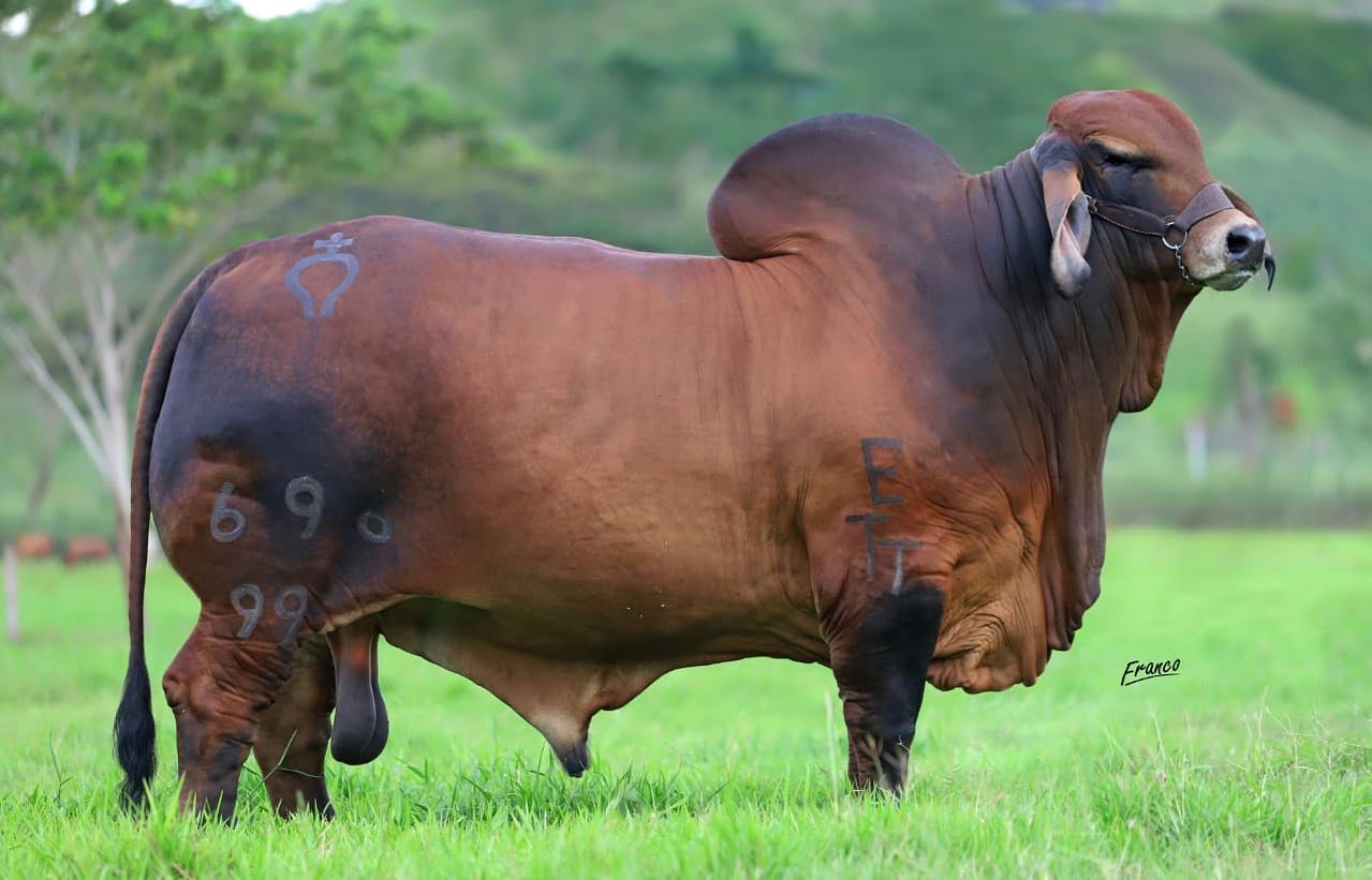 MONTERREY TRUENO MARISCAL 696/99