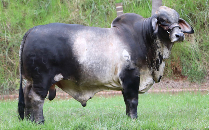 SJ BEDOUTH MAXIMO T.E. 701/11