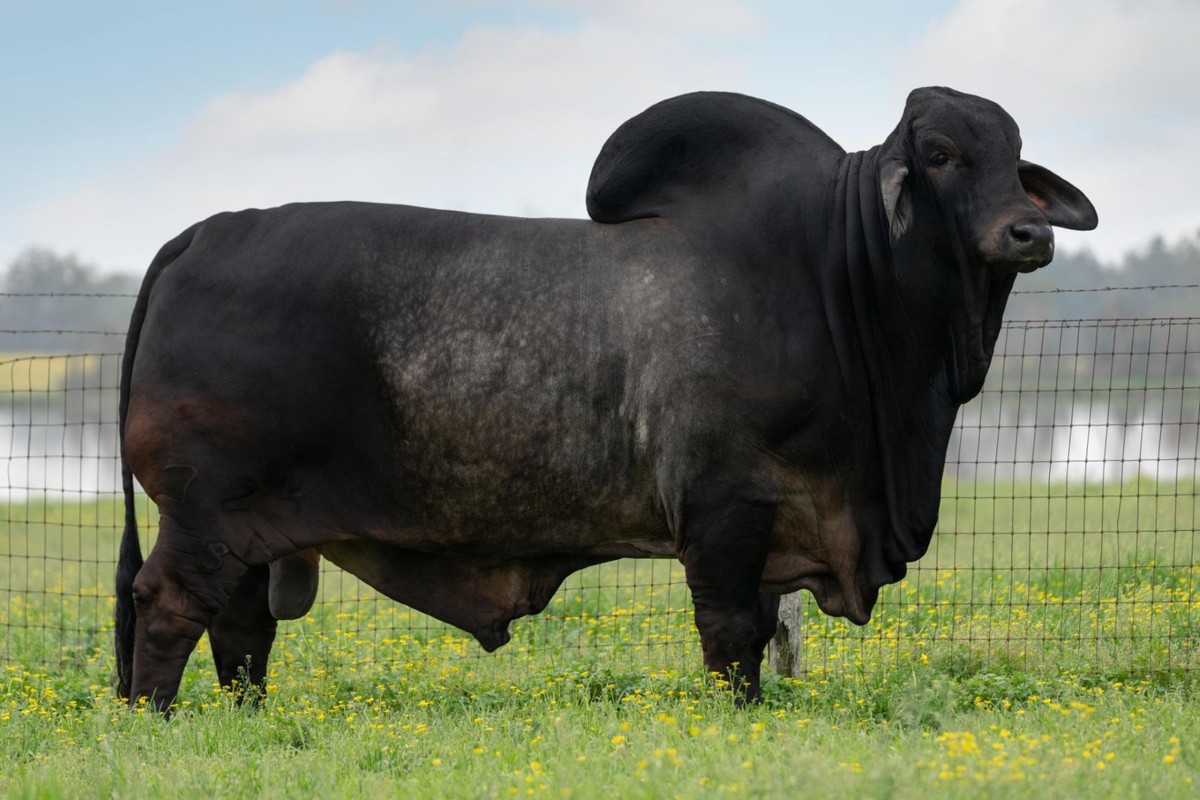 MR RB 724/8 - Blackjack