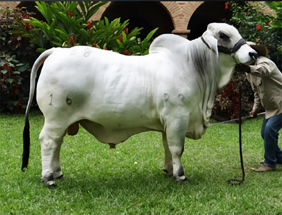 G.A BOMBOM MAGNATE 728/16