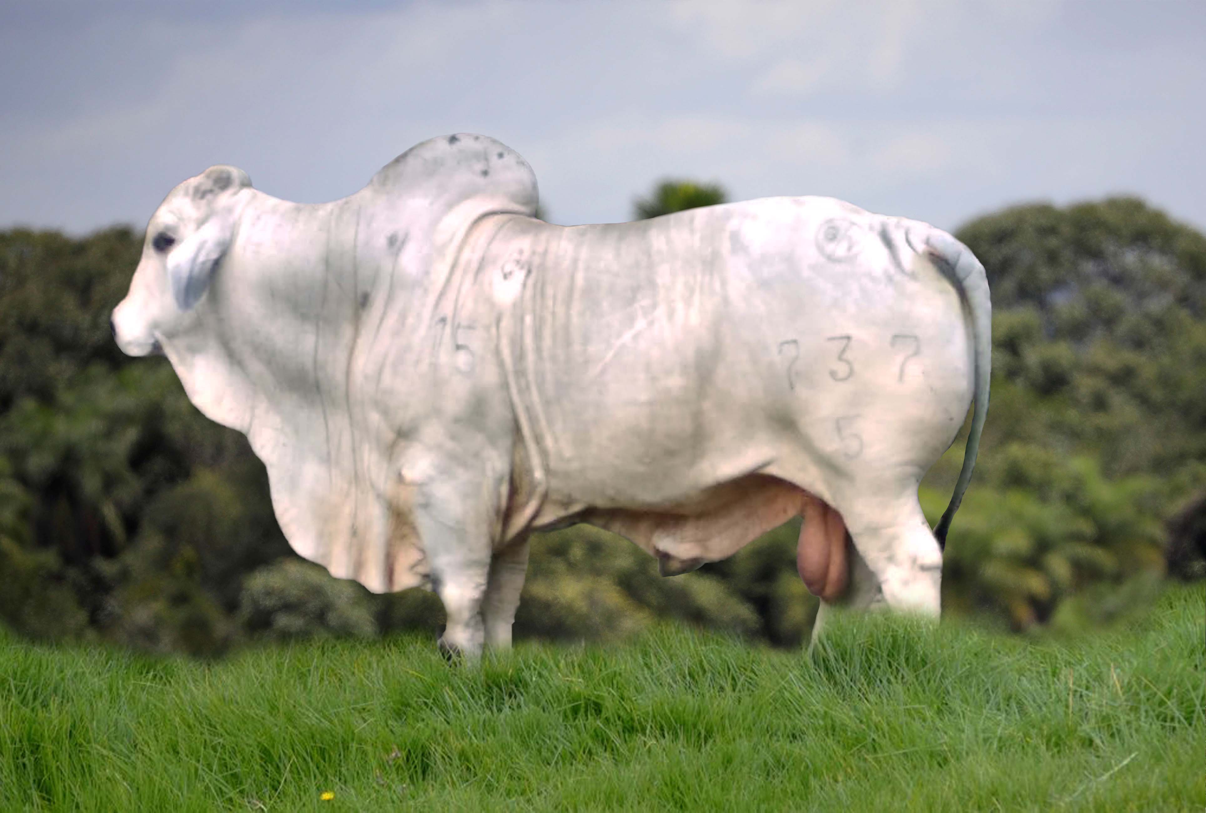VILLA ADRIANA ALCATRAZ MR 737/5