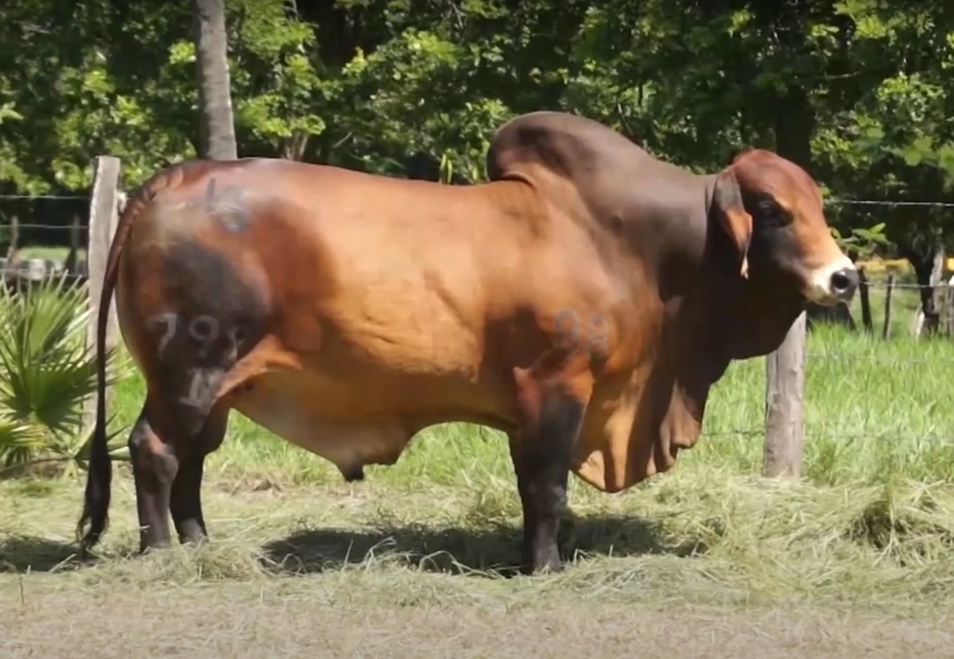 EL CANEY PATRIARCA NUES 799/1