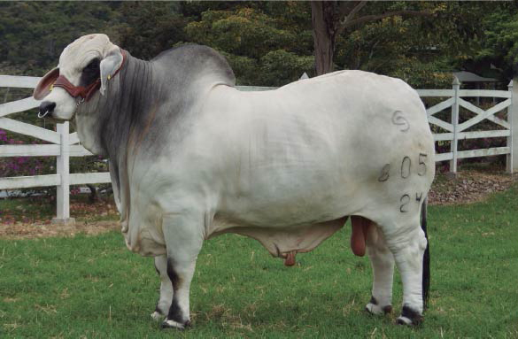 SAN GABRIEL LAWFORD T.E. 805/24