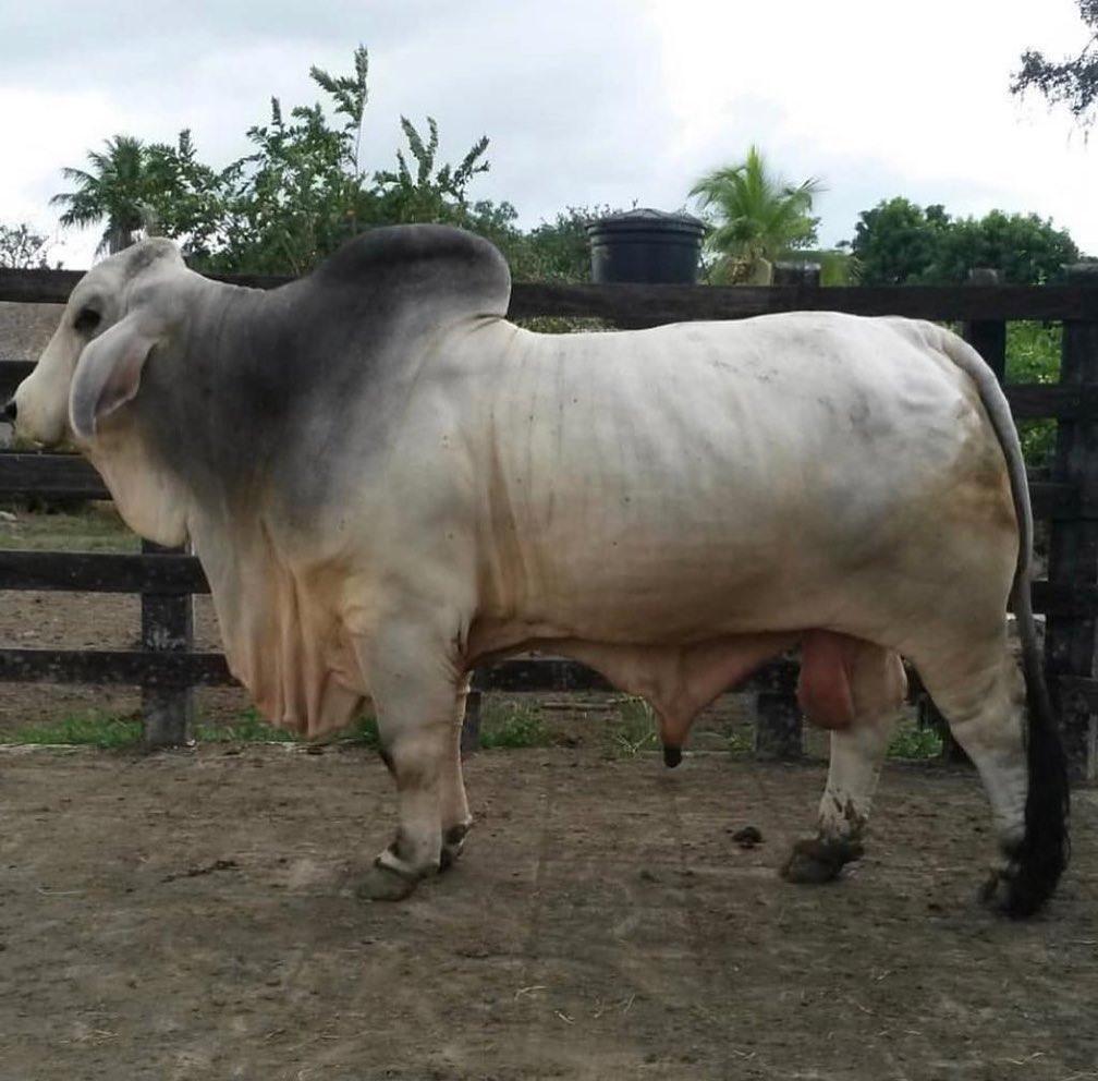 2R EL ALIVIO 752 836/5 T.E.