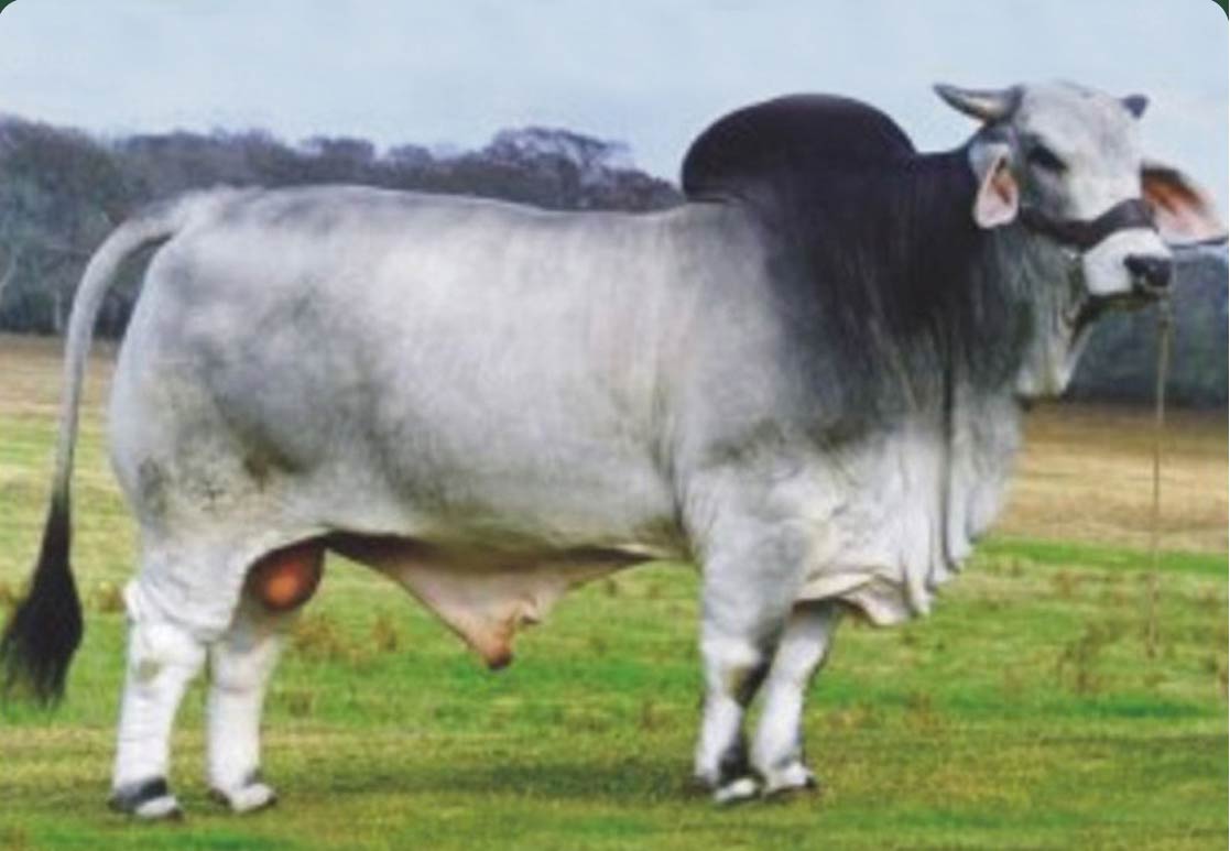 JDH SIR LIBERTY MANSO 847/5