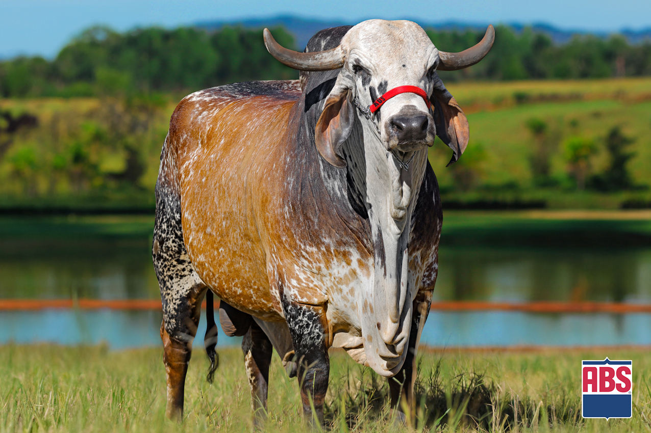 Antonione FIV Cabo Verde GL2025