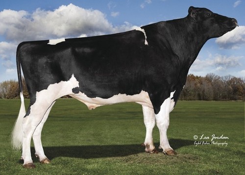 ENGLAND-AMMON BANJO-P-ET