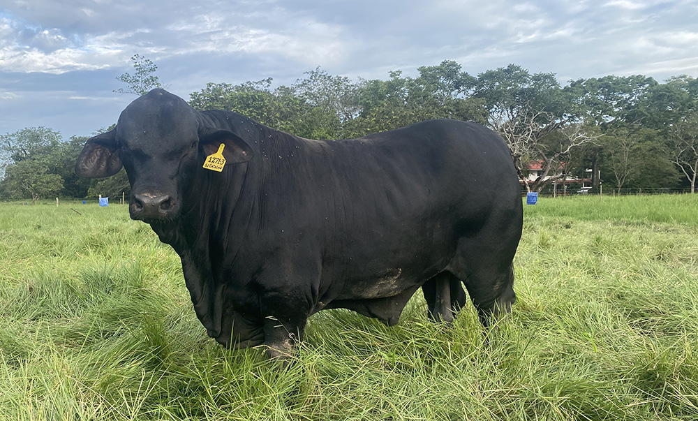 SJ Catalán 1271/3 BARAQ TE