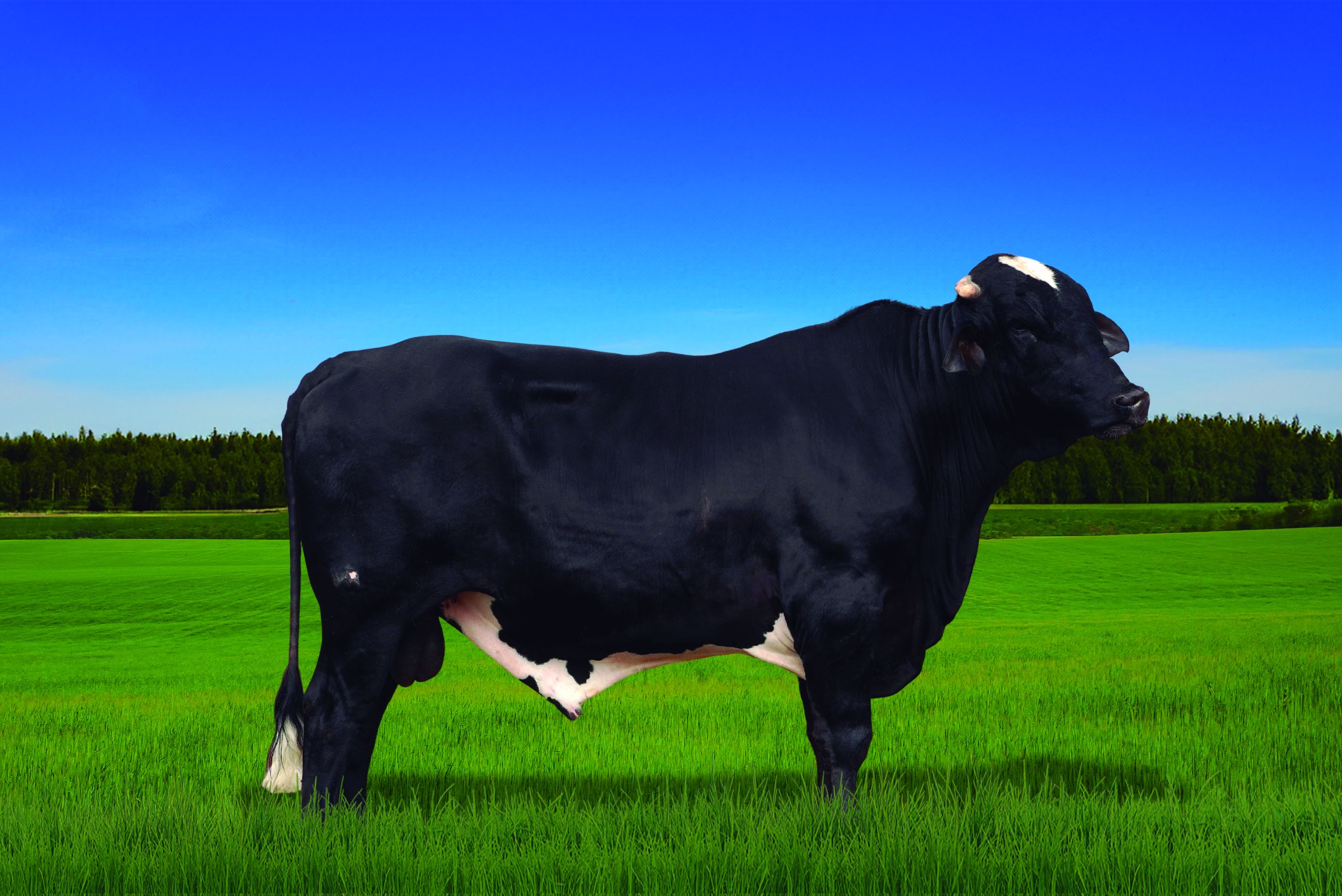 Black Star Doc da Babilonia