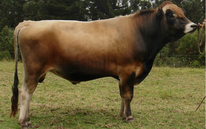 Albania Bomber MYM AL 101