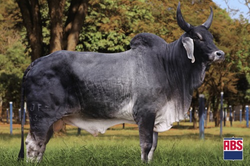 CAMPONES FIV JF - JFT 4323
