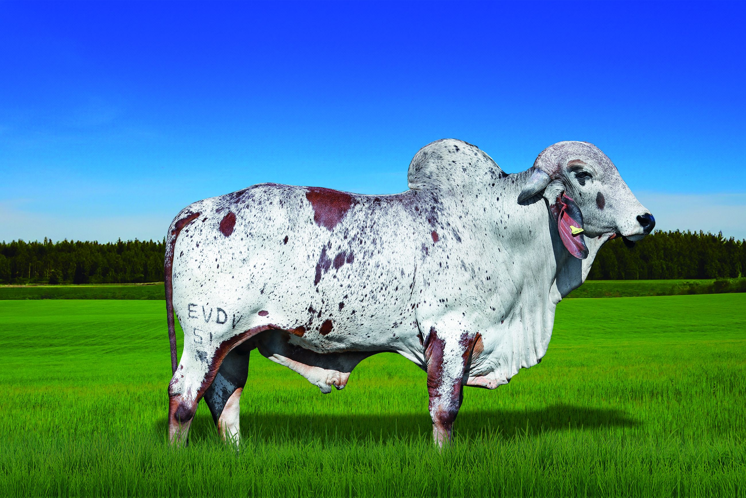 COMENDADOR FIV PADRE BENTO