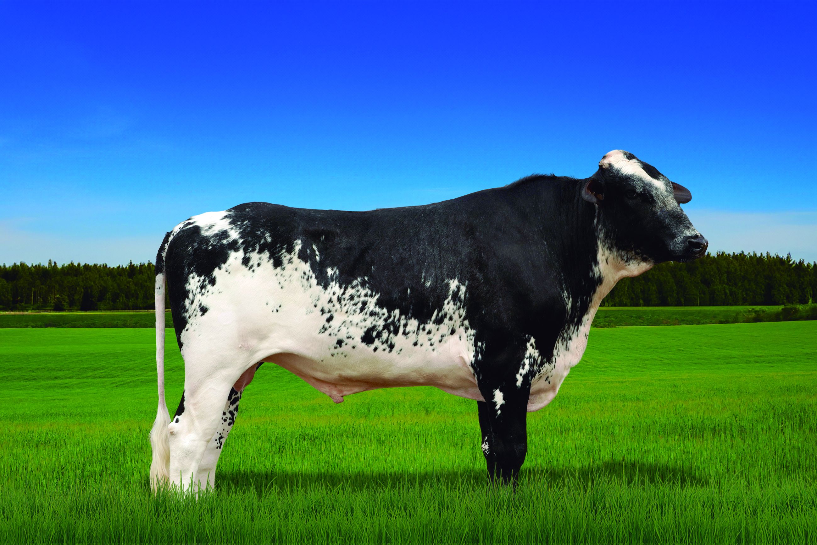 Coringa Yoder Rama da Juluca