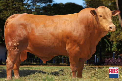 608 Coronel da Barra FIV