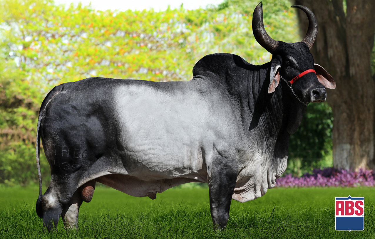 DELATOR FIV TABOQUINHA