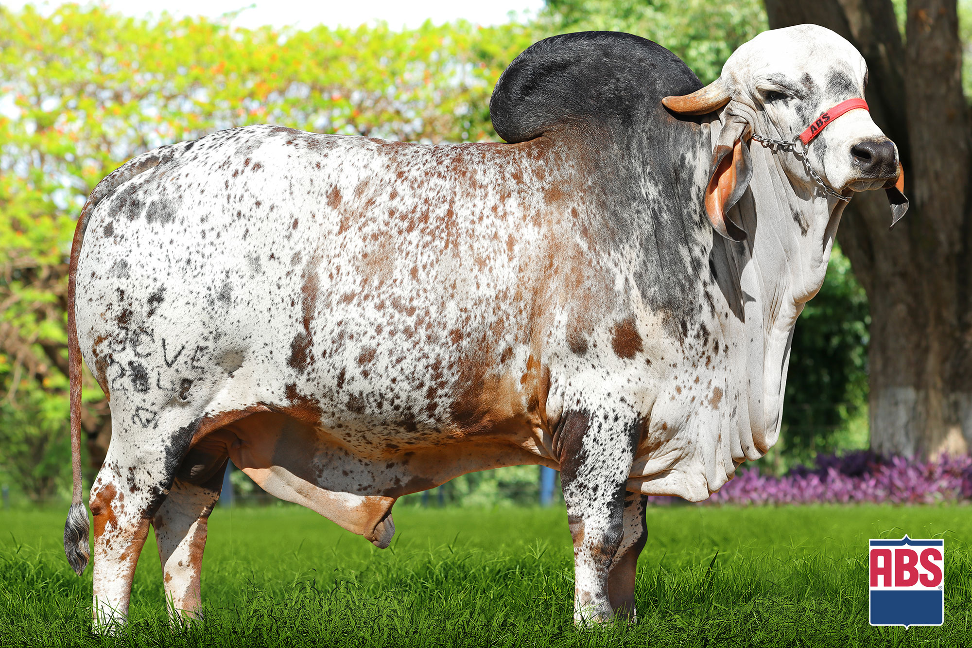 DISCRETO FIV CABO VERDE