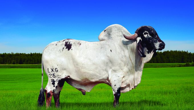 DOURADO FIV LXG IMPERIAL