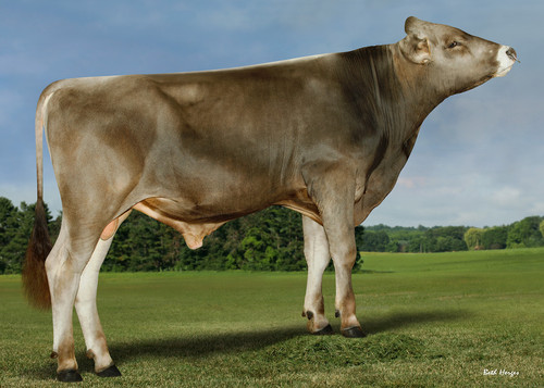 HF DURAMAX ET - 003283536147