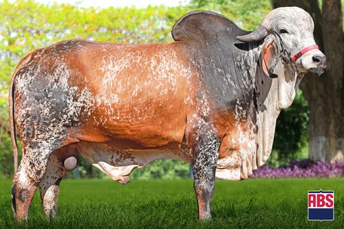 FRIBURGO FIV 2B - ZAB 2827