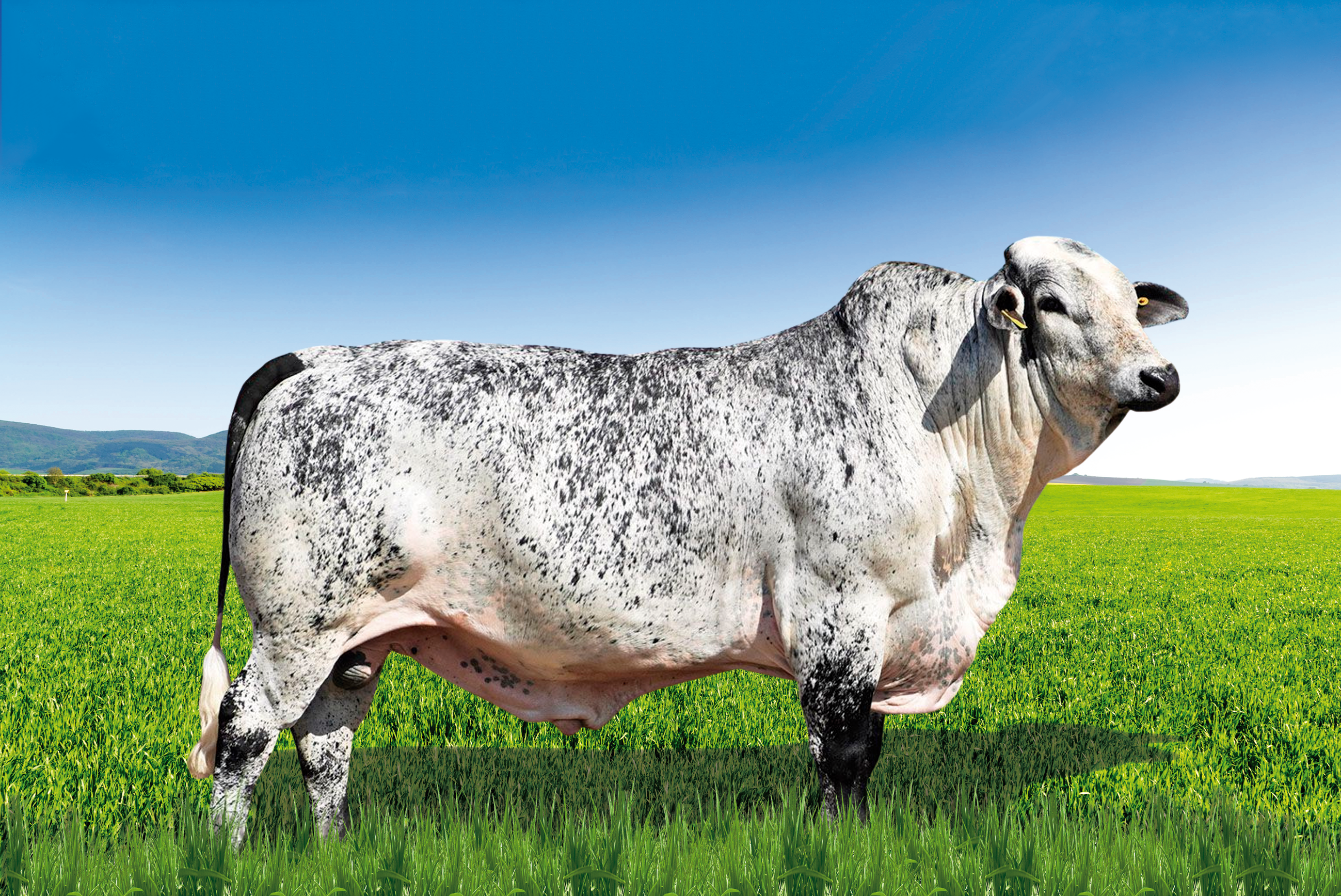 GOLIAS SUPERSIRE FIV SABV 5977-AV