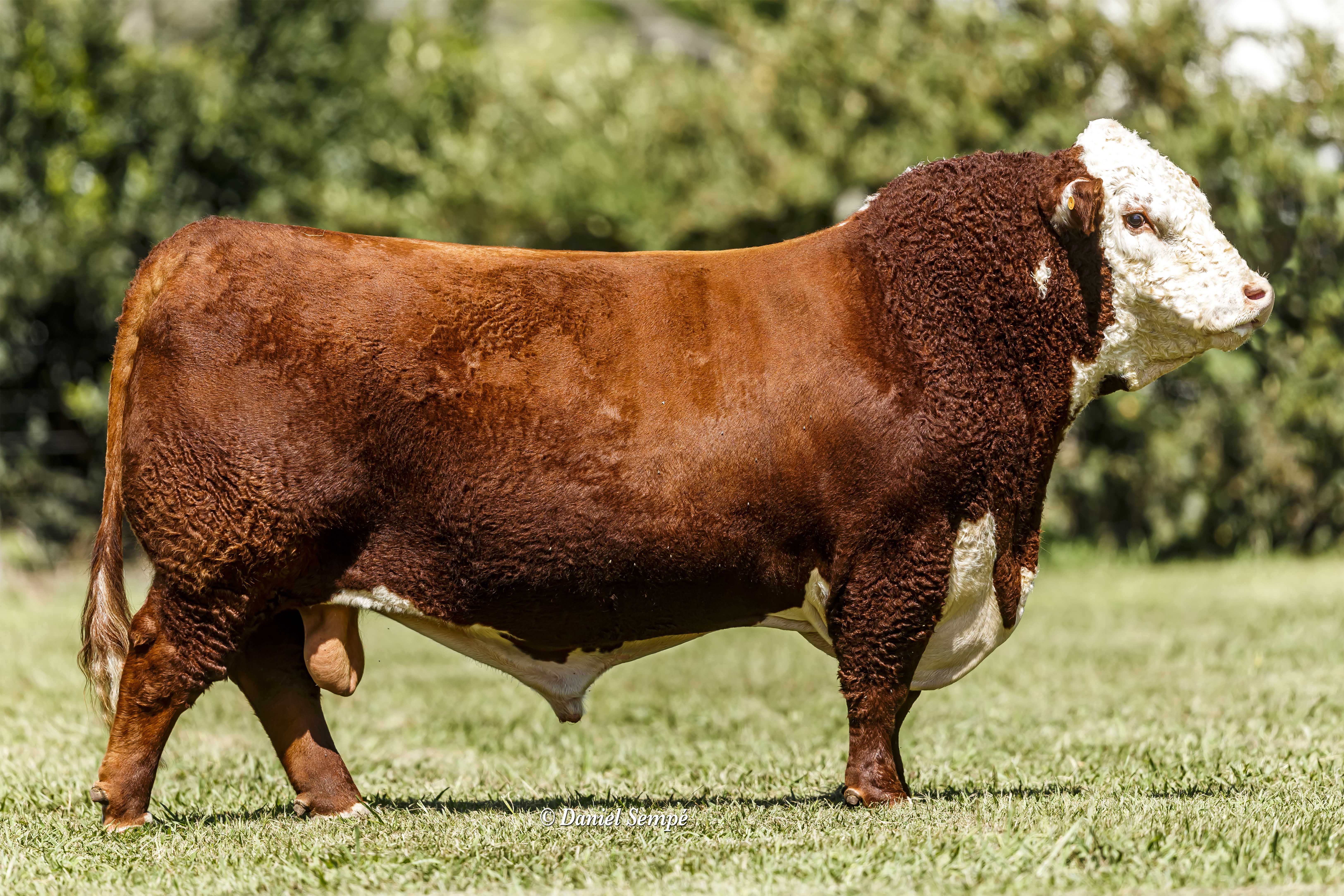 GREGORIO 092 S.T. KID 1037/4356 TE